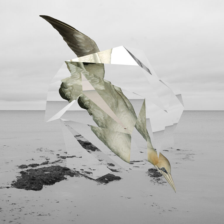 Image: Nature Study (Gannet) ii (2021) Wendy McMurdo